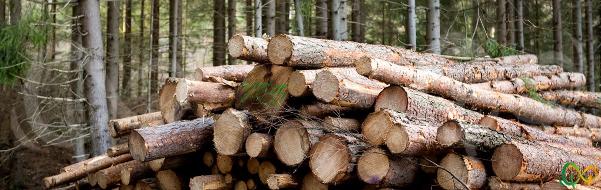 Brykiet drzewny Paleko Bydgoszcz Hurtownia drewno las drzewa